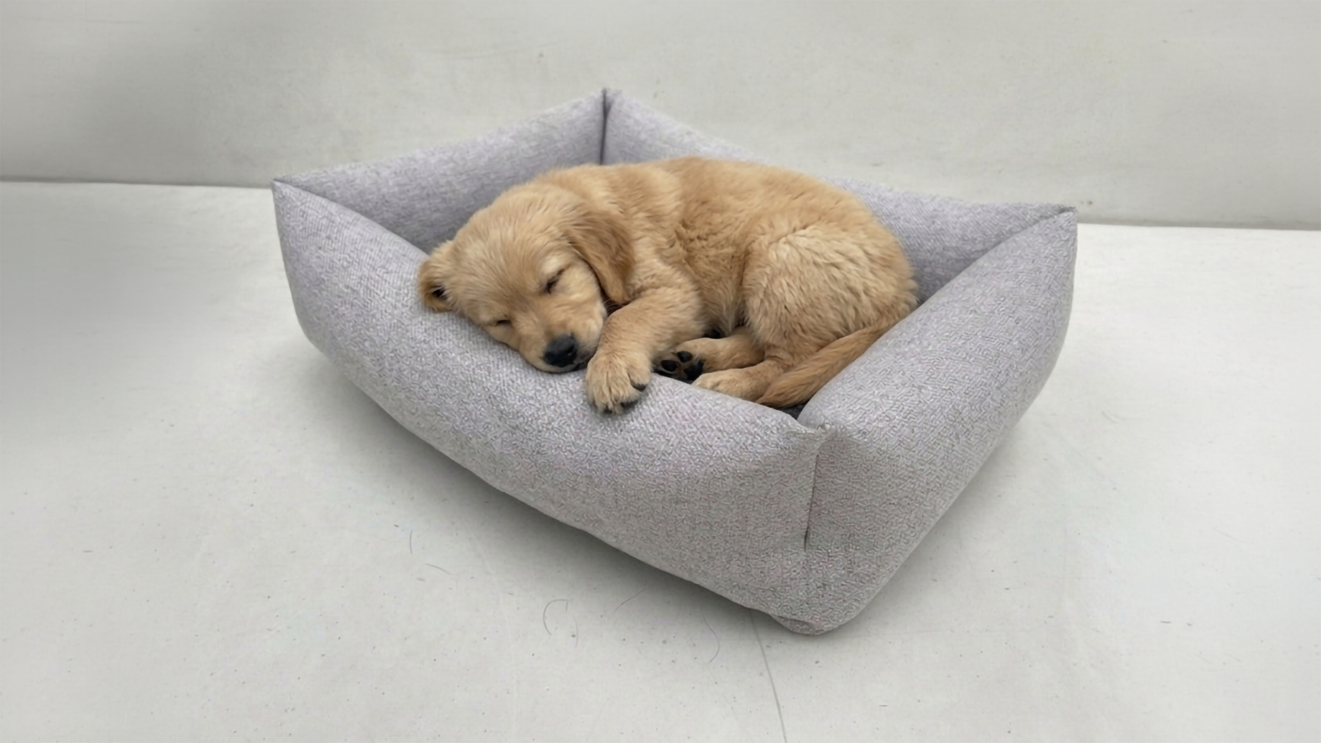 Schlafender Golden Retriever Welpe in grauem Hundebett mit hohen Seitenwänden – gemütliches Hundebett für kleine Hunde und Welpen