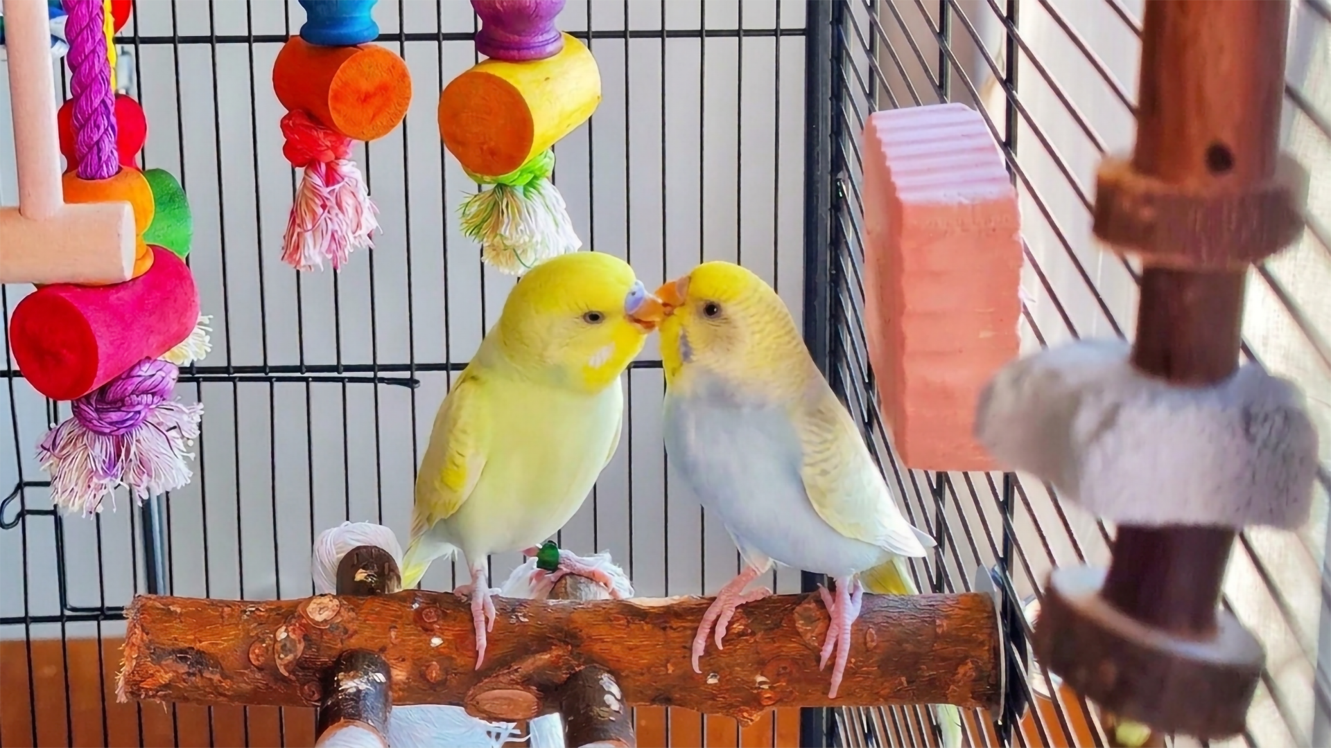 Zwei gelbe Wellensittiche schnäbeln sich auf Naturholzstange im Käfig mit buntem Spielzeug – Vogelzubehör für Wellensittiche und Papageien