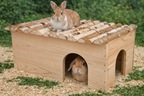 Extra-large rodent house for guinea pigs and rabbits 