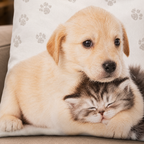 Cushion, cuddly cushion, decorative cushion with dog and cat, 40 x 40 cm