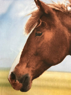 Herding Flanell Bettwäsche mit Pferd 135 x 200 cm 80 x 80 cm 100% Baumwolle