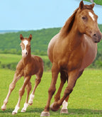 Bettwäsche Set mit Pferd mit Fohlen 2 tlg. 135x200 cm (80x80 cm)