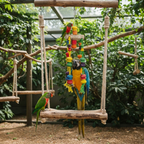 Papageienspielzeug Vogelschaukel Kletterseil XXL mit Holzstücken 62 cm in einer Voliere mit zwei Vögeln