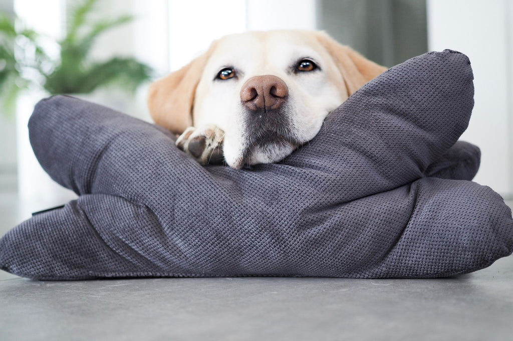 Hundekissen Kopfkissen Lebon - Cruto XL