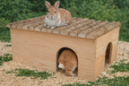 Rodent house for guinea pigs and rabbits: Robust & natural