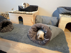 Kaninchengehege mit Holzmöbeln und grauem Teppich. Ein helles Kaninchen liegt entspannt im „Rozy“-Kuschelsack, ein anderes sitzt oben im separaten Bettchen.