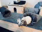 Szene im Gehege: Das helle Kaninchen liegt entspannt im „Rozy“-Kuschelsack, während ein dunkleres, kleineres Kaninchen direkt draußen neben der Öffnung ruht.