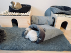 Nahaufnahme: Helles Kaninchen liegt tief im kegelförmigen „Rozy“-Kuschelsack auf grauem Teppich, während das dunklere, kleinere Kaninchen direkt vor der Öffnung ruht.