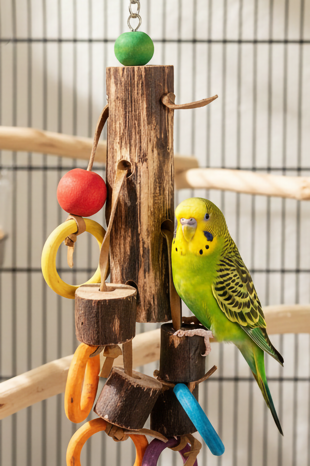 Nahaufnahme von Papageienspielzeug 45cm aus Naturholz - Buntes Vogelspielzeug in einem Vogelkäfig mit einem Wellensittich